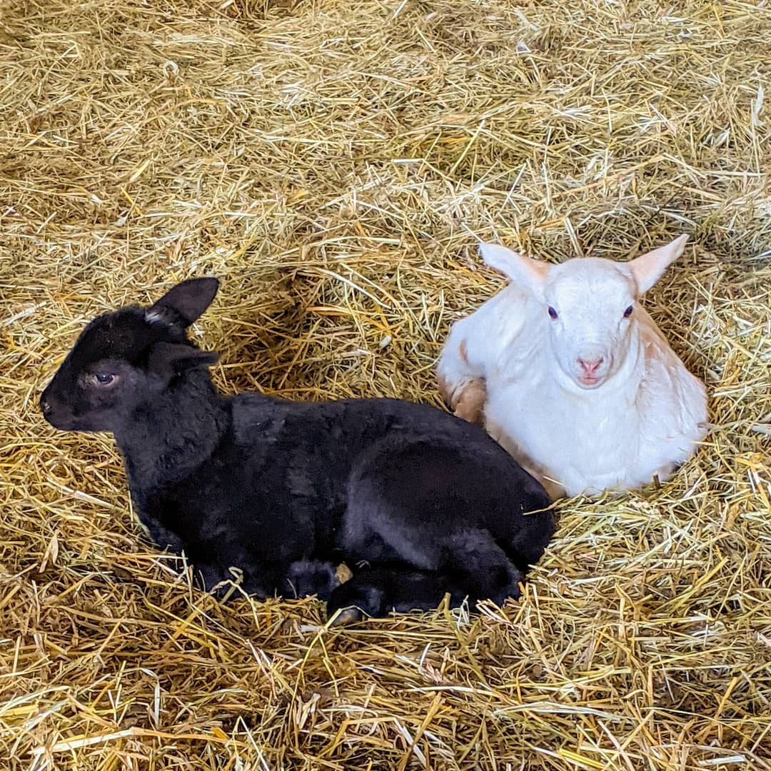 Two lambs resting on fresh straw